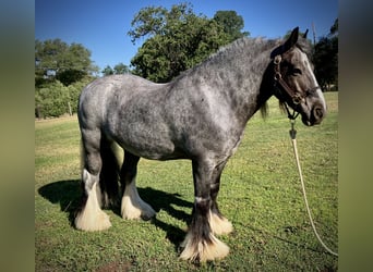 Tinker, Ruin, 16 Jaar, 142 cm, Roan-Blue