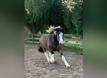 Tinker, Ruin, 17 Jaar, 140 cm, Gevlekt-paard
