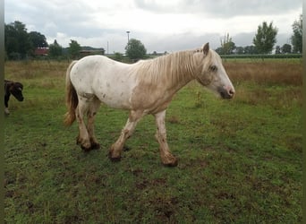 Tinker, Ruin, 1 Jaar, 138 cm, Gevlekt-paard