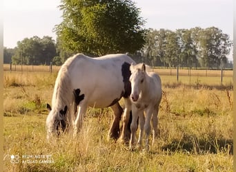 Tinker, Ruin, 1 Jaar, 138 cm, Gevlekt-paard