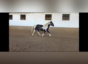 Tinker Mix, Ruin, 1 Jaar, 155 cm, Gevlekt-paard