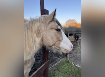 Tinker, Ruin, 2 Jaar, 150 cm, Buckskin