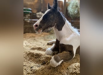 Tinker Mix, Ruin, 2 Jaar, 150 cm, Gevlekt-paard