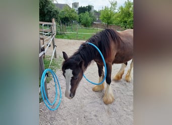 Tinker, Ruin, 2 Jaar, Donkerbruin