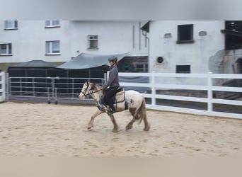 Tinker, Ruin, 3 Jaar, 125 cm, Gevlekt-paard