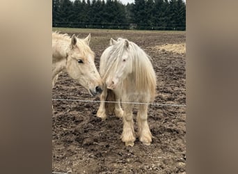 Tinker, Ruin, 3 Jaar, 125 cm