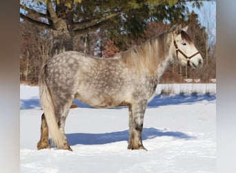 Tinker, Ruin, 3 Jaar, 127 cm, Schimmel