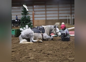 Tinker, Ruin, 3 Jaar, 127 cm, Schimmel