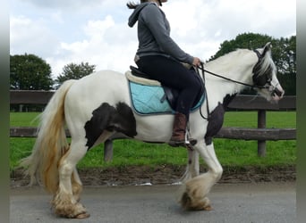Tinker, Ruin, 3 Jaar, 134 cm, Gevlekt-paard