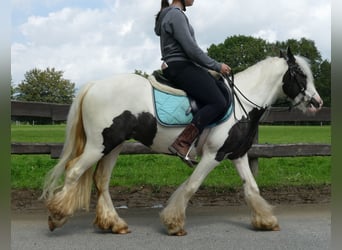 Tinker, Ruin, 3 Jaar, 134 cm, Gevlekt-paard