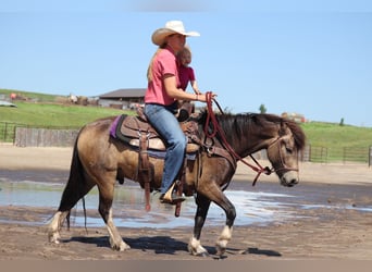 Tinker Mix, Ruin, 3 Jaar, 137 cm, Buckskin
