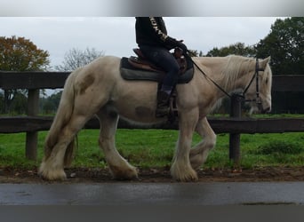 Tinker, Ruin, 3 Jaar, 137 cm, Palomino