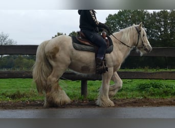 Tinker, Ruin, 3 Jaar, 137 cm, Palomino