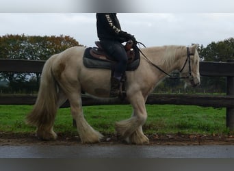 Tinker, Ruin, 3 Jaar, 137 cm, Palomino