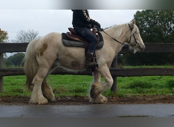 Tinker, Ruin, 3 Jaar, 137 cm, Palomino