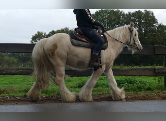 Tinker, Ruin, 3 Jaar, 137 cm, Palomino