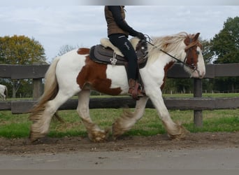 Tinker, Ruin, 3 Jaar, 138 cm, Gevlekt-paard