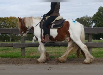 Tinker, Ruin, 3 Jaar, 138 cm, Gevlekt-paard