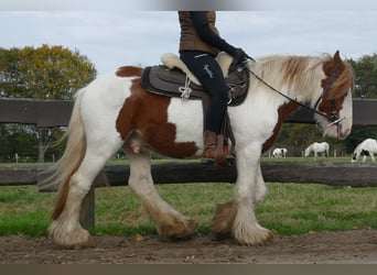 Tinker, Ruin, 3 Jaar, 138 cm, Gevlekt-paard