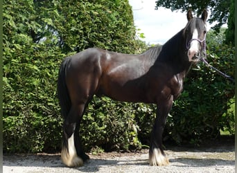 Tinker, Wallach, 3 Jahre, 138 cm, Rappe