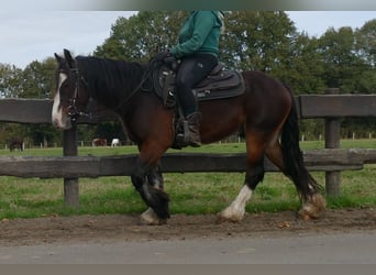 Tinker, Wallach, 3 Jahre, 139 cm, Brauner