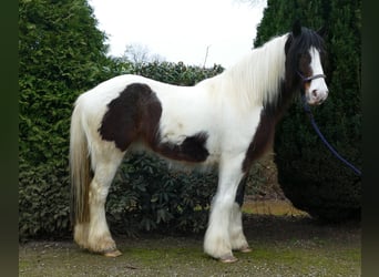 Tinker, Ruin, 3 Jaar, 139 cm, Gevlekt-paard