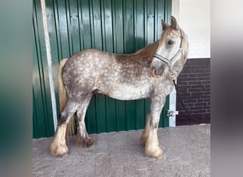Tinker, Ruin, 3 Jaar, 140 cm, Appelschimmel