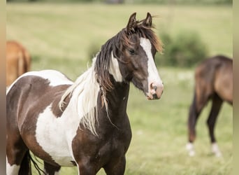 Tinker Mix, Ruin, 3 Jaar, 140 cm, Gevlekt-paard