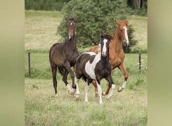 Tinker Mix, Ruin, 3 Jaar, 140 cm, Gevlekt-paard