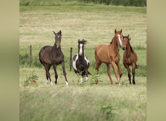 Tinker Mix, Ruin, 3 Jaar, 140 cm, Gevlekt-paard