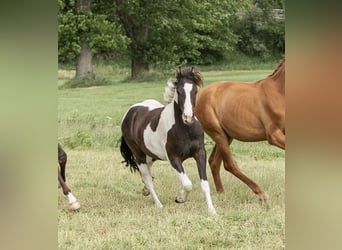 Tinker Mix, Ruin, 3 Jaar, 140 cm, Gevlekt-paard