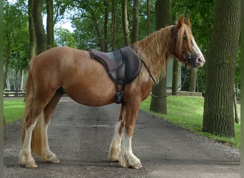 Tinker, Ruin, 3 Jaar, 141 cm, Vos