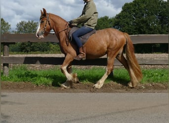 Tinker, Ruin, 3 Jaar, 141 cm, Vos