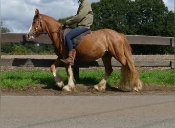 Tinker, Ruin, 3 Jaar, 141 cm, Vos