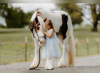 Tinker, Ruin, 3 Jaar, 142 cm, Tobiano-alle-kleuren