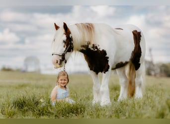 Tinker, Ruin, 3 Jaar, 142 cm, Tobiano-alle-kleuren