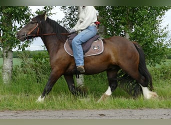 Tinker, Ruin, 3 Jaar, 143 cm, Zwart