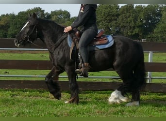 Tinker, Ruin, 3 Jaar, 143 cm, Zwart