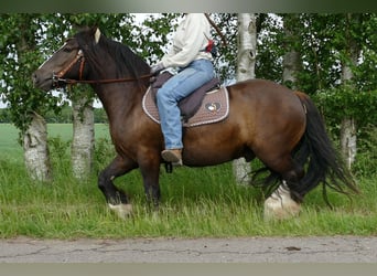 Tinker, Ruin, 3 Jaar, 143 cm, Zwart