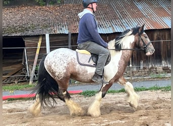 Tinker, Ruin, 3 Jaar, 145 cm, Gevlekt-paard