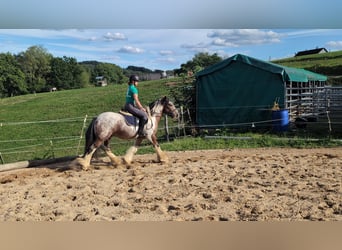 Tinker, Ruin, 3 Jaar, 145 cm, Gevlekt-paard