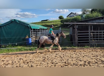 Tinker, Ruin, 3 Jaar, 145 cm, Gevlekt-paard