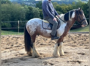 Tinker, Ruin, 3 Jaar, 145 cm, Gevlekt-paard