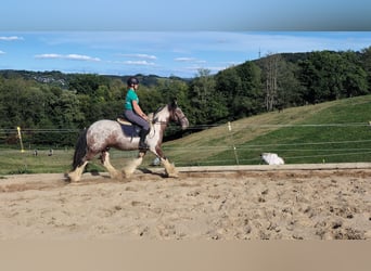 Tinker, Ruin, 3 Jaar, 145 cm, Gevlekt-paard
