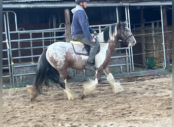 Tinker, Ruin, 3 Jaar, 145 cm, Gevlekt-paard