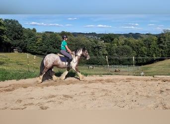 Tinker, Ruin, 3 Jaar, 145 cm, Gevlekt-paard