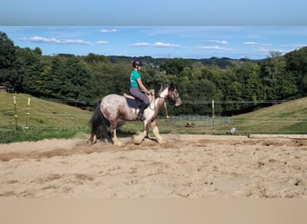 Tinker, Ruin, 3 Jaar, 145 cm, Gevlekt-paard