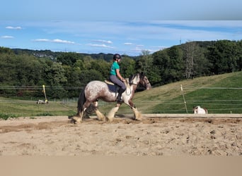 Tinker, Ruin, 3 Jaar, 145 cm, Gevlekt-paard