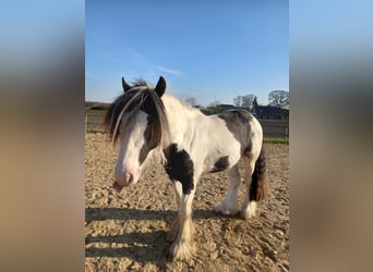 Tinker, Ruin, 3 Jaar, 145 cm, Gevlekt-paard