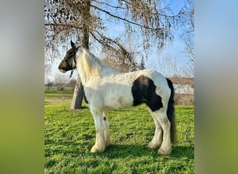 Tinker, Ruin, 3 Jaar, 145 cm, Gevlekt-paard